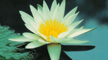 a white flower with a yellow center is floating on top of a pond