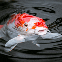 a red and white fish is swimming in the dark water