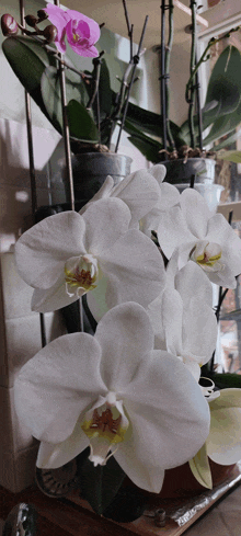 a bunch of white orchids are sitting on a shelf