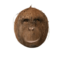 a coconut that looks like a monkey 's face on a white background