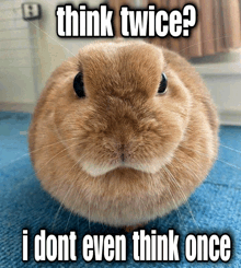 a picture of a rabbit with a caption that says think twice