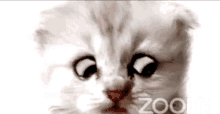 a close up of a kitten 's face with the word zoo in the corner .