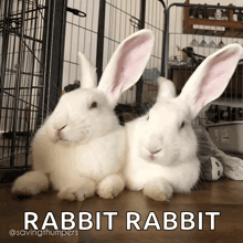 two white rabbits laying next to each other with the caption rabbit rabbit on the bottom