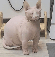 a hairless cat with its eyes closed sitting on a wooden stool