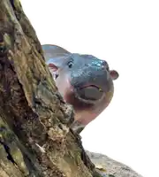 a small hippopotamus looking out from behind a tree trunk