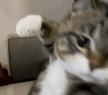 a close up of a cat 's face with a blurred background