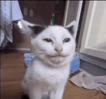 a white cat with black ears is standing on a wooden floor and smiling .