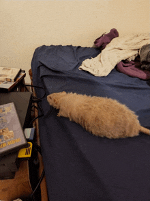 a rat is laying on a bed next to a dvd called shadow people