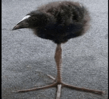 a black bird with a white beak is standing on a concrete surface .