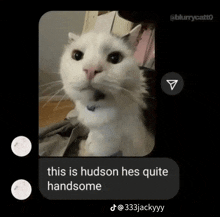 a picture of a white cat with the caption this is hudson he 's quite handsome