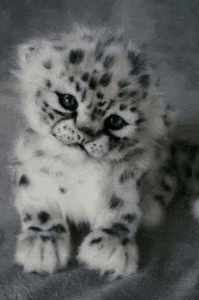 a small snow leopard cub is sitting on a blanket .