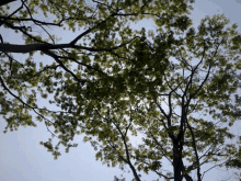 looking up at a tree with green leaves against a blue sky