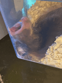 a close up of a hamster in a clear plastic container