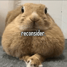 a close up of a rabbit with the words `` reconsider '' written on it 's face .