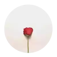 a single red rose is in a white circle