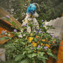 a plant with purple flowers and green leaves with a blue object in the background