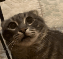 a close up of a cat 's face looking up