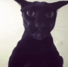 a blurry picture of a black cat 's face