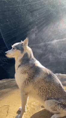 a husky dog sitting on a rock looking up at the sky