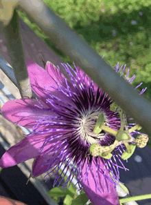 a close up of a purple flower with purple petals