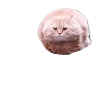 a close up of a cat with a white background