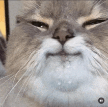 a close up of a cat 's face with milk coming out of it 's mouth .