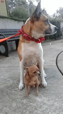 a dog wearing a red bandana sits next to a small dog