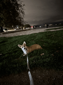 a dog on a leash laying on the grass at night