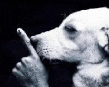 a black and white photo of a dog pointing at someone 's finger .