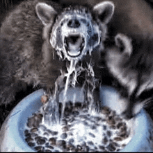 a raccoon is drinking water out of a bowl of cereal .