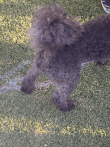 a small black dog is standing on a soccer field