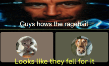 a picture of a cat and a dog with the caption guys hows the ragebait