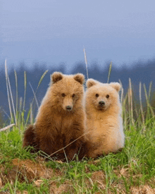 two bear cubs sitting next to each other in a field