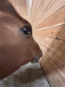 a close up of a horse 's head against a wooden wall