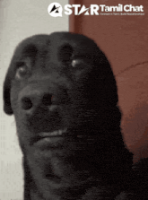 a black dog is looking up at the camera with a star tamil chat logo in the background