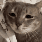 a close up of a cat with a sad look on its face .