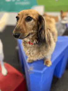 a dachshund sitting on top of a blue triangle