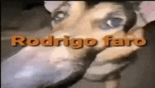 a close up of a dog 's face with the words rodrigo faro on it .