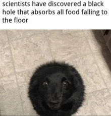 a black dog is sitting on the floor in a circle .