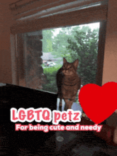 a cat looking out a window with the words lgbtqpetz for being cute and needy
