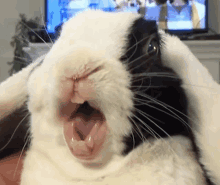 a black and white rabbit is yawning with its mouth open