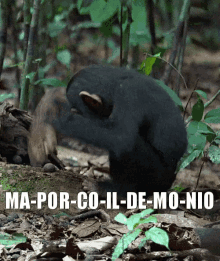 a picture of a monkey with the words ma-por-co-il-de-mo-nio above it