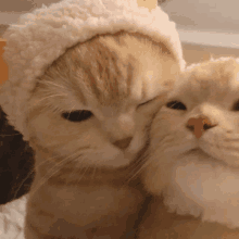 two cats are hugging each other and one is wearing a white hat