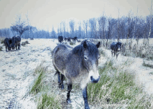 a horse is standing in a snowy field looking at the camera