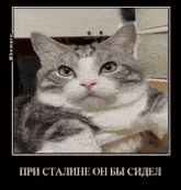 a gray and white cat is laying down and looking at the camera with a caption in russian .