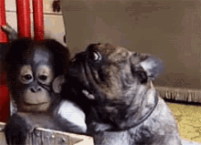 a monkey and a dog are looking at the camera