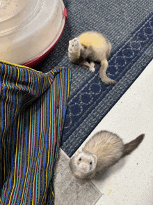 a ferret laying on a striped blanket next to another ferret