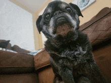 a small black dog sitting on a brown couch