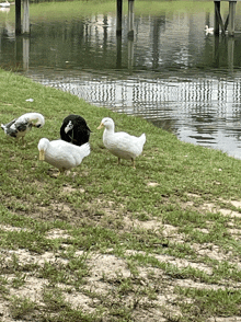 a group of ducks are standing in the grass near a lake