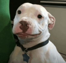 a white dog wearing a black collar and a blue tag is smiling for the camera .